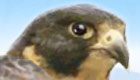 Pet Falcon Game 