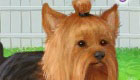 Yorkshire Terrier Game 