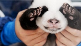Cute Pandas - Top 5 Photos 